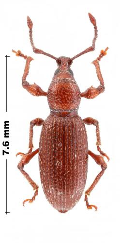 Otiorhynchus prolongatus